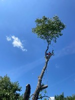 Спил дерев на ділянці та дачі Києві та Київській області Спил дерев у Києві за вигідною ціною.  Вам необхідні послуги зі спилювання дерев в Києві? Тоді ви прийшли по адресу.  Спил дерев у Києві та Киї ...